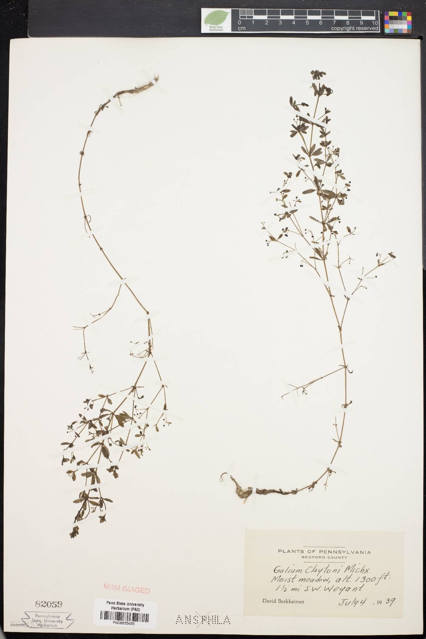 Galium claytonii image