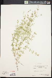 Galium concinnum image