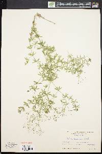 Galium concinnum image