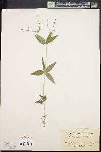 Galium lanceolatum image