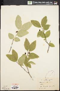 Lonicera canadensis image