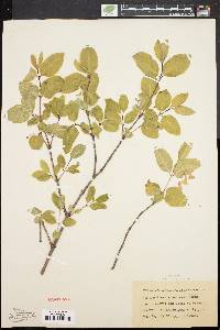 Lonicera canadensis image