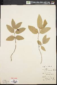 Lonicera canadensis image