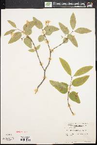 Lonicera canadensis image