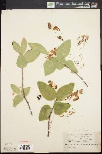 Lonicera canadensis image