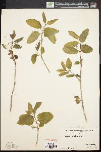 Lonicera canadensis image