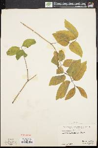 Lonicera canadensis image