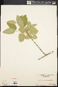 Lonicera canadensis image