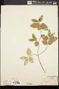 Lonicera canadensis image