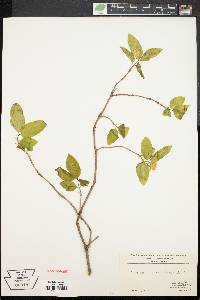 Lonicera canadensis image