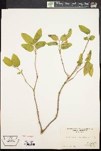 Lonicera canadensis image