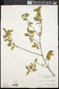 Lonicera canadensis image