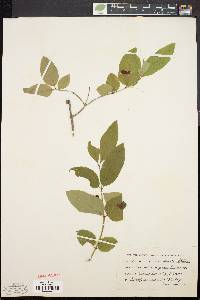 Lonicera canadensis image