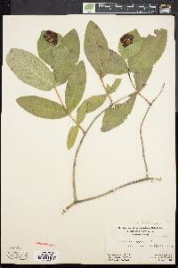 Lonicera dioica image