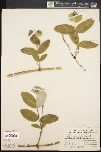 Lonicera dioica image