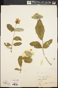 Lonicera dioica image