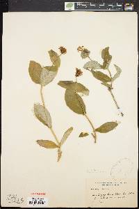 Lonicera dioica image