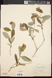 Lonicera dioica image