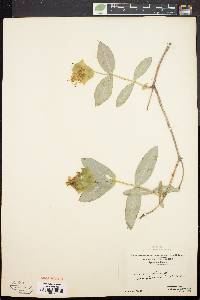 Lonicera dioica image