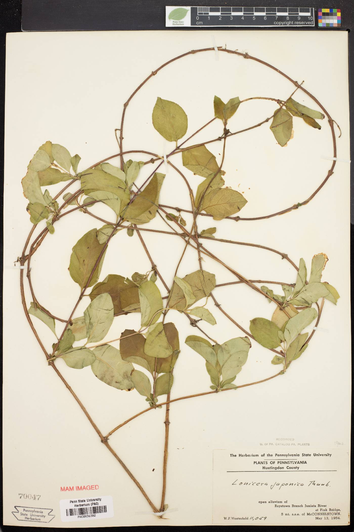 Lonicera heckrottii image