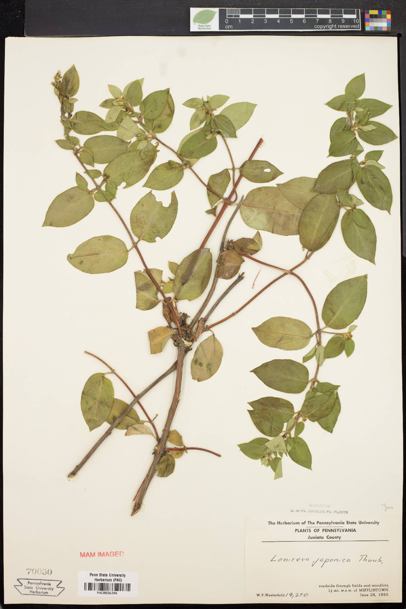 Lonicera heckrottii image