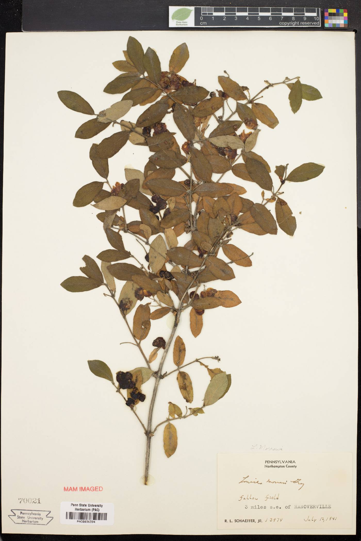 Lonicera heckrottii image