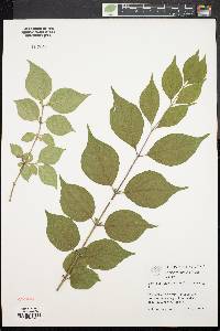 Lonicera maackii image