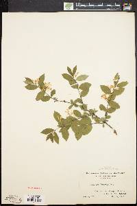 Lonicera morrowii image