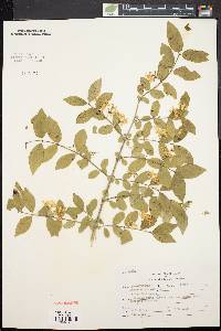 Lonicera morrowii image