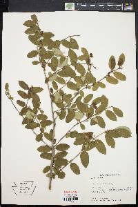 Lonicera morrowii image