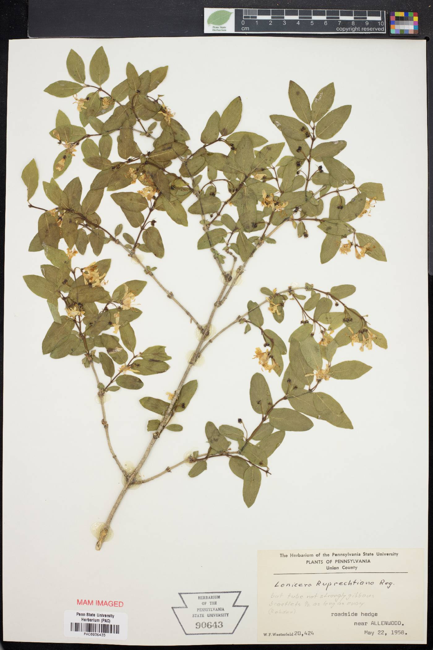 Lonicera ruprechtiana image