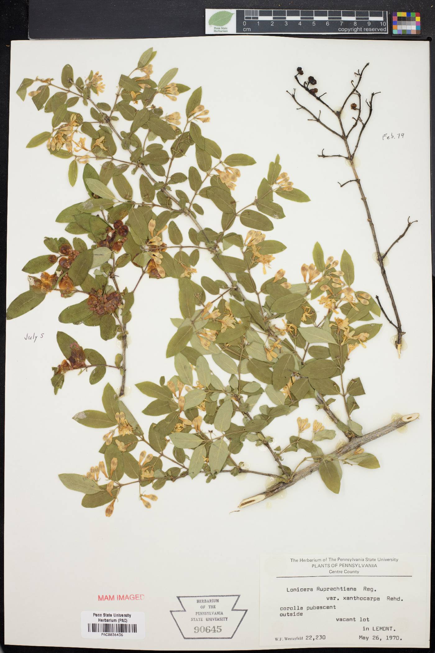 Lonicera ruprechtiana image