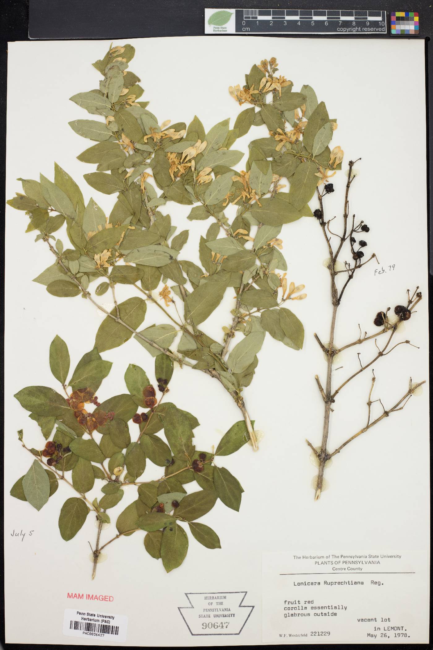 Lonicera ruprechtiana image