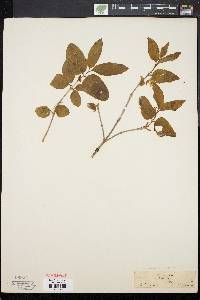 Lonicera canadensis image