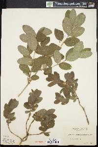 Lonicera oblongifolia image