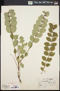 Symphoricarpos orbiculatus image