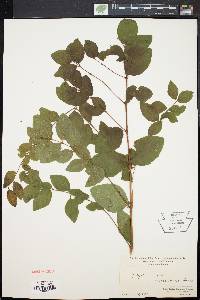 Symphoricarpos orbiculatus image