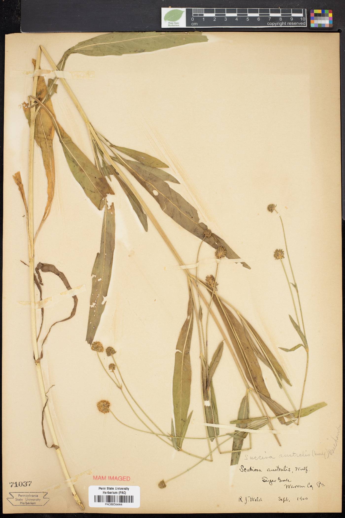 Succisa australis image