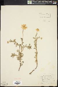 Anthemis arvensis image