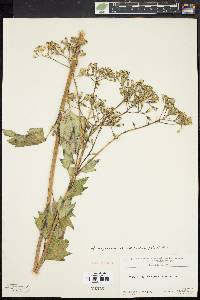 Arnoglossum atriplicifolium image