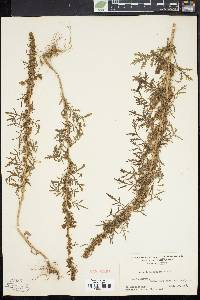 Artemisia biennis image