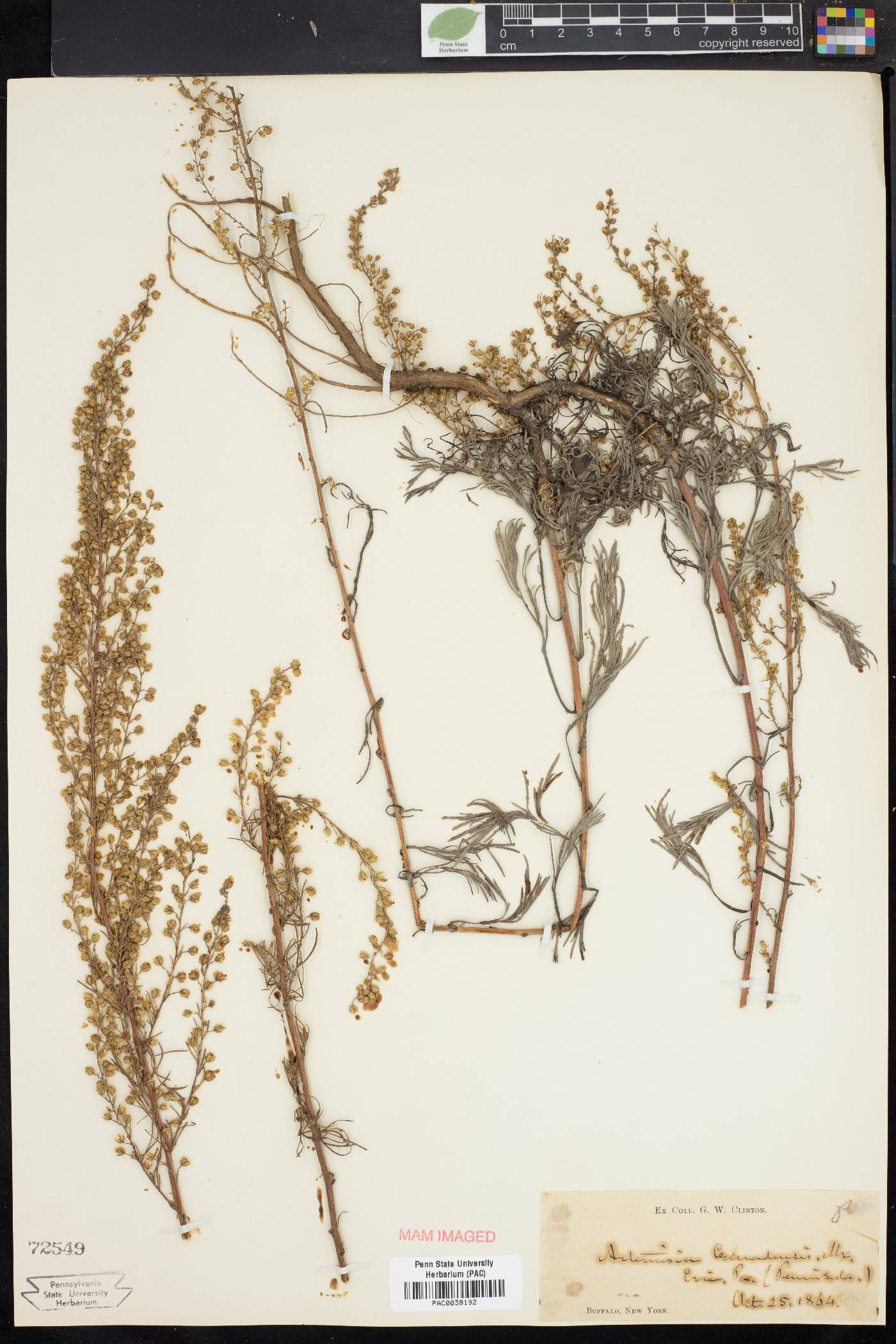 Artemisia canadensis image