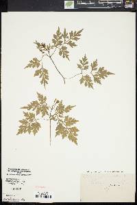 Bidens bipinnata image