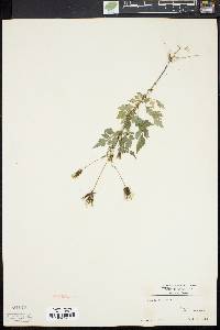 Bidens bipinnata image