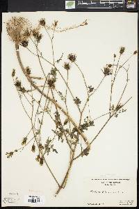 Bidens bipinnata image