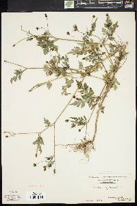 Bidens bipinnata image