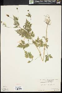 Bidens bipinnata image