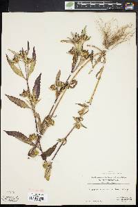 Bidens tripartita image