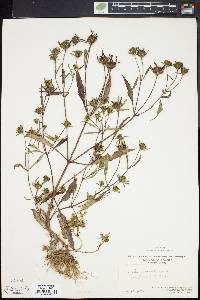 Bidens connata image