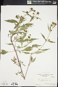 Bidens connata image